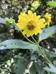 Smallanthus maculatus