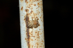 Chira gounellei