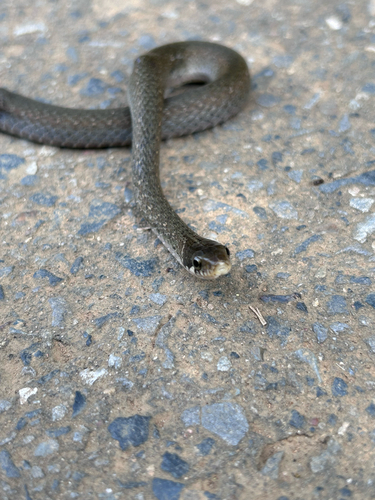 Japanese keelback