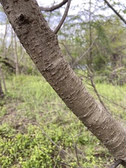 Prunus serotina