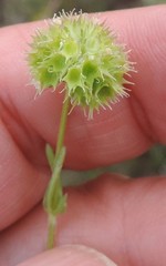 Valerianella discoidea
