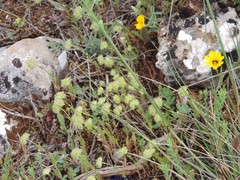 Valerianella discoidea