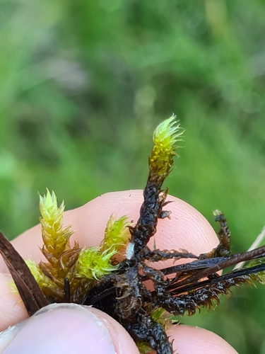 Drepanocladus lycopodioides observed 2026-06-30