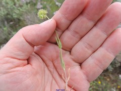 Valerianella discoidea