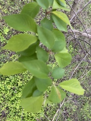 Prunus serotina