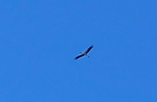 White Stork