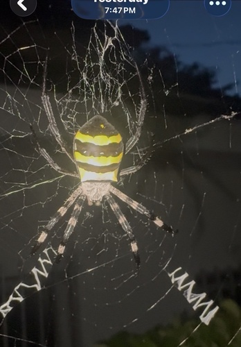 Kogane Spider