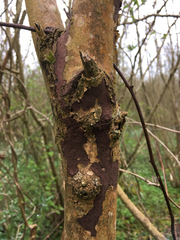 Biscogniauxia nummularia