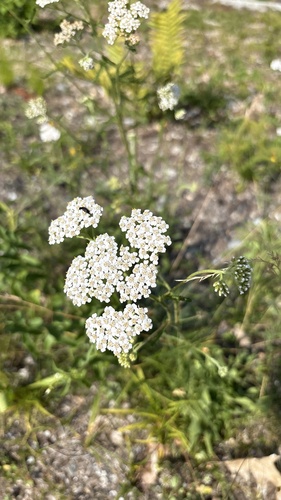 common yarrow