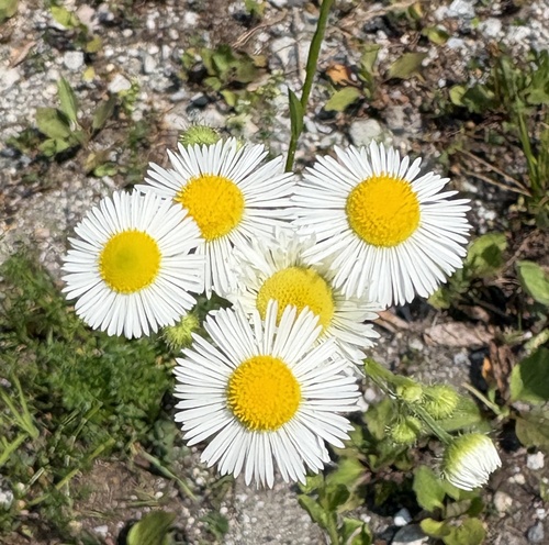 annual fleabane