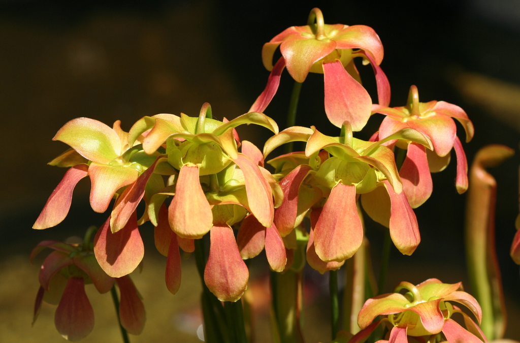 Sarracenia foto 3