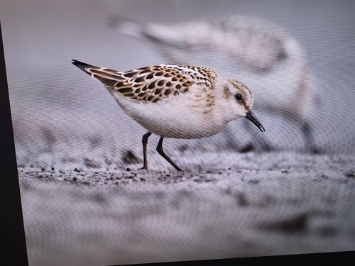 Little Stint