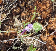 Linaria amethystea amethystea