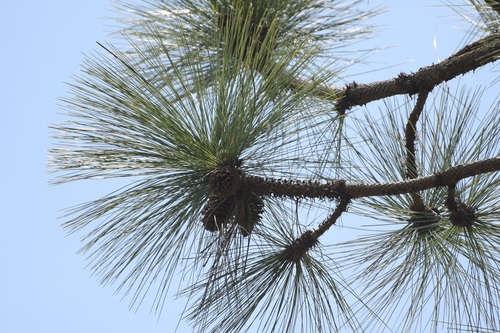 Montezuma pine (Pinus montezumae)
