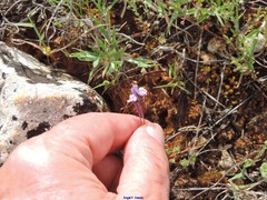 Linaria amethystea amethystea