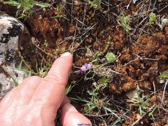 Linaria amethystea amethystea