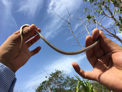 Mastigodryas melanolomus