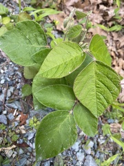 Desmodium viridiflorum