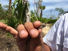 Mastigodryas melanolomus