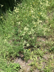 Hymenopappus artemisiifolius