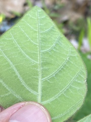 Desmodium viridiflorum