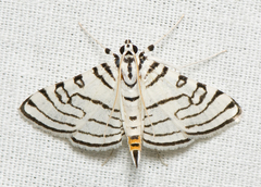 Conchylodes concinnalis