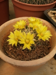 Mammillaria longimamma