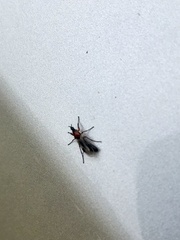 Dilophus strigilatus