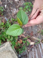 Melochia nodiflora