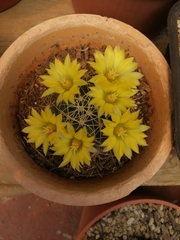 Mammillaria longimamma