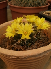 Mammillaria longimamma