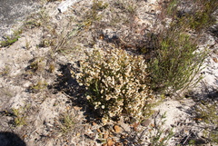 Erica capensis