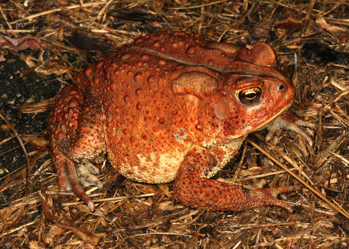 Eastern American Toad (Frogs and Toads of Prince William Forest Park ...