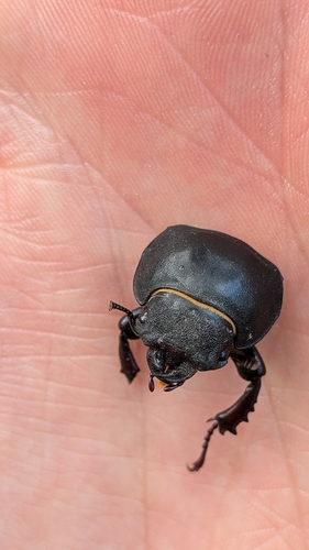 European Stag Beetle