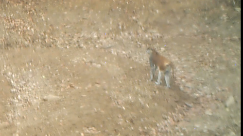 Western Patas Monkey