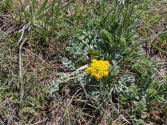 Cymopterus longipes