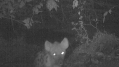 Spotted Hyena