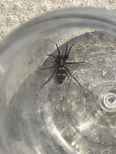 Common Patterned Ant-mimic Ground Spider