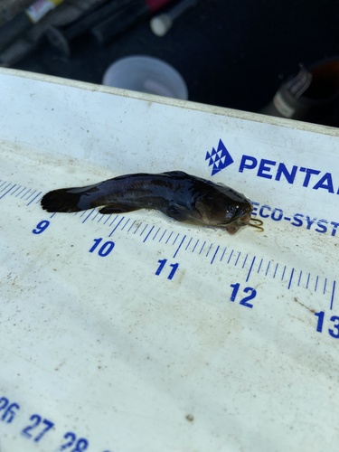 Tadpole Madtom