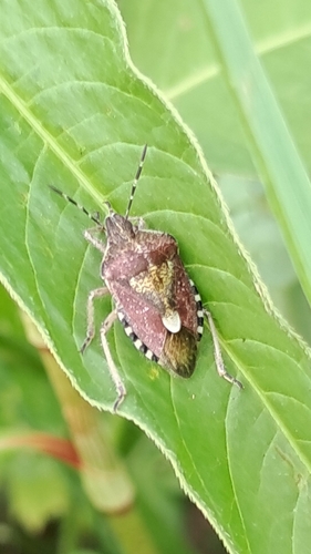 Sloe Bug