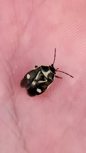 Cabbage Bug