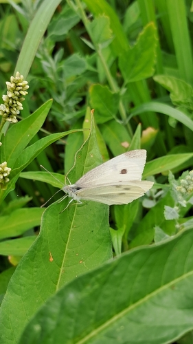 Small White