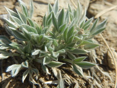 Astragalus gilviflorus