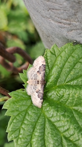 Least Carpet, 5836 BB Sambeek, Nederland, photo 3 of 10