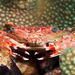Hawaiian Swimming Crab - Photo (c) DavidR.808, some rights reserved (CC BY-NC), uploaded by DavidR.808