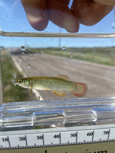 Plains Topminnow