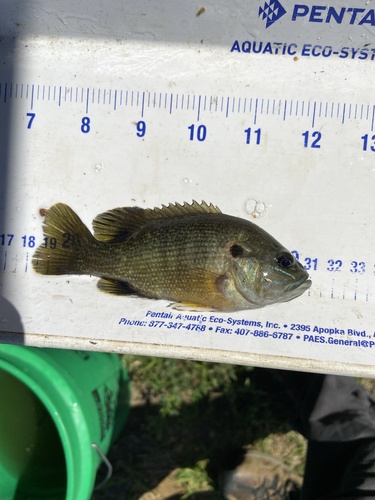 Green Sunfish