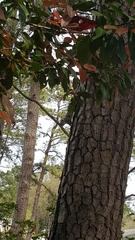 Sciurus carolinensis