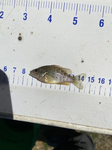 Orangespotted Sunfish