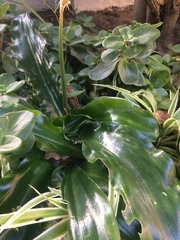 Veltheimia bracteata